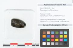 Foto (Objekt + Etikett) von Elaeis eocenica Ettingshausen (NHMW-GEO-2024-0188-9129)
